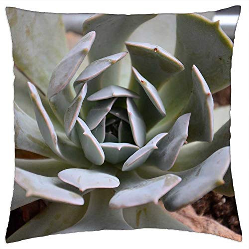 LESGAULEST Throw Pillow Cover -18x18 inch- - Succulent Plant Garden Nature LESGAULEST Throw Pillow Cover -18x18 inch- - Succulent Plant Garden Nature