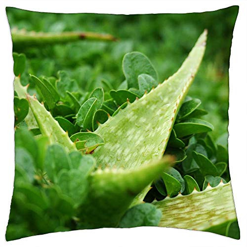 LESGAULEST Throw Pillow Cover -18x18 inch- - Aloe Plant Green Leaf Herb Flora Cactus Thorn