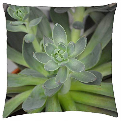 LESGAULEST Throw Pillow Cover -18x18 inch- - Succulent Green Cactus Nature Garden Pot