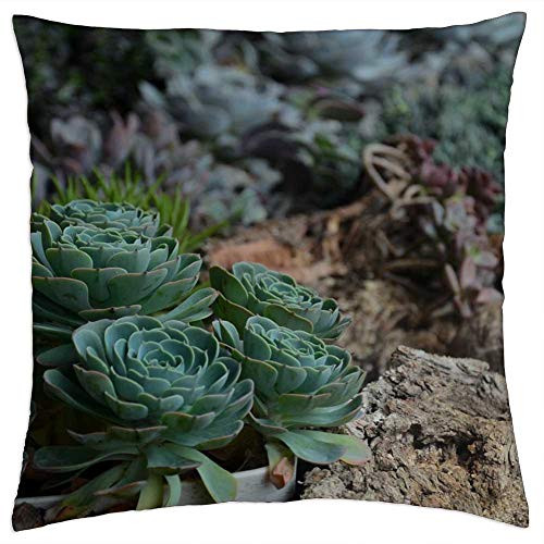 LESGAULEST Throw Pillow Cover -18x18 inch- - Plant Succulent Plants Flower Stone Rock Green