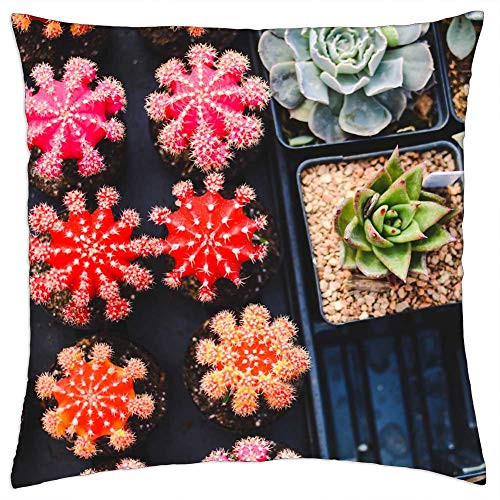 LESGAULEST Throw Pillow Cover -18x18 inch- - Cacti Plants Pot Plants Succulent Plants LESGAULEST Throw Pillow Cover -18x18 inch- - Cacti Plants Pot Plants Succulent Plants