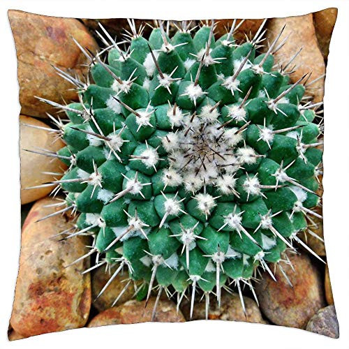 LESGAULEST Throw Pillow Cover -18x18 inch- - Cactus Garden Pebble Stones Nature Green Plant