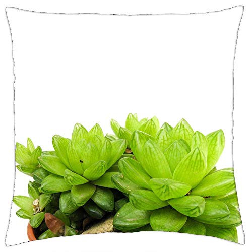 LESGAULEST Throw Pillow Cover -18x18 inch- - Succulent Green Nature Garden Cactus Plant LESGAULEST Throw Pillow Cover -18x18 inch- - Succulent Green Nature Garden Cactus Plant