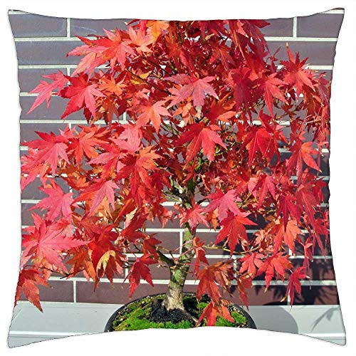 LESGAULEST Throw Pillow Cover -18x18 inch- - Bonsai Maple Fall Foliage Tree Bonsai Tree Nature LESGAULEST Throw Pillow Cover -18x18 inch- - Bonsai Maple Fall Foliage Tree Bonsai Tree Nature