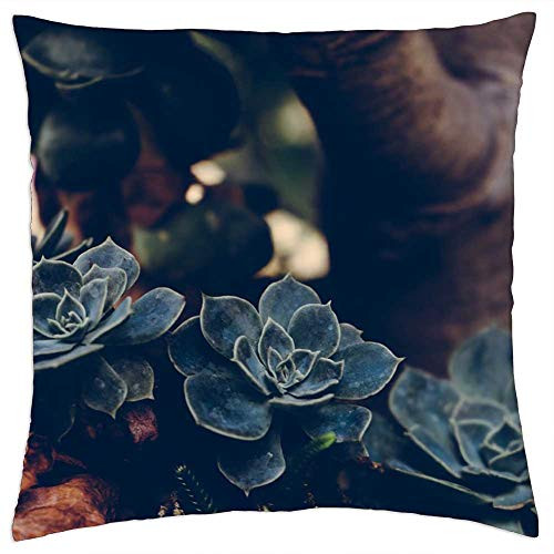 LESGAULEST Throw Pillow Cover -18x18 inch- - Plant Succulents Botanical Botany Garden LESGAULEST Throw Pillow Cover -18x18 inch- - Plant Succulents Botanical Botany Garden