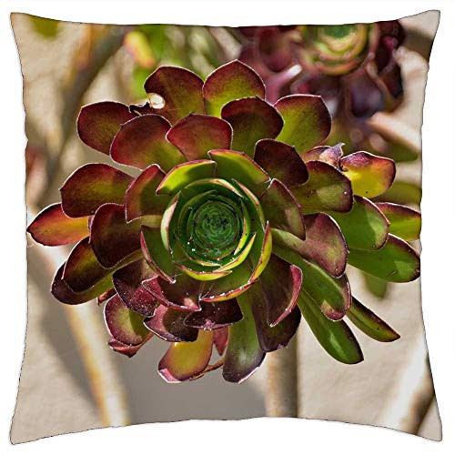 LESGAULEST Throw Pillow Cover -18x18 inch- - Succulent Botany Green Cactus Garden Desert Plant LESGAULEST Throw Pillow Cover -18x18 inch- - Succulent Botany Green Cactus Garden Desert Plant