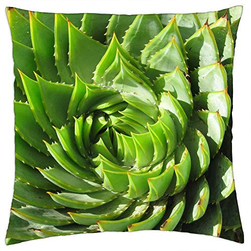 LESGAULEST Throw Pillow Cover -18x18 inch- - Spiral Succulent Cactus Rosette Green Plant LESGAULEST Throw Pillow Cover -18x18 inch- - Spiral Succulent Cactus Rosette Green Plant