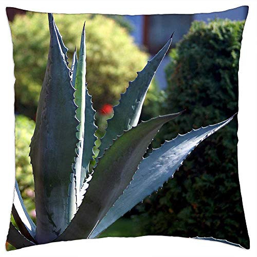LESGAULEST Throw Pillow Cover -18x18 inch- - Aloe Houseplants Stabbing Spikes Cactus Garden LESGAULEST Throw Pillow Cover -18x18 inch- - Aloe Houseplants Stabbing Spikes Cactus Garden