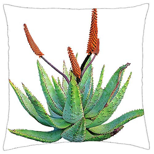 LESGAULEST Throw Pillow Cover -18x18 inch- - Aloe Vera Plant Medicinal LESGAULEST Throw Pillow Cover -18x18 inch- - Aloe Vera Plant Medicinal