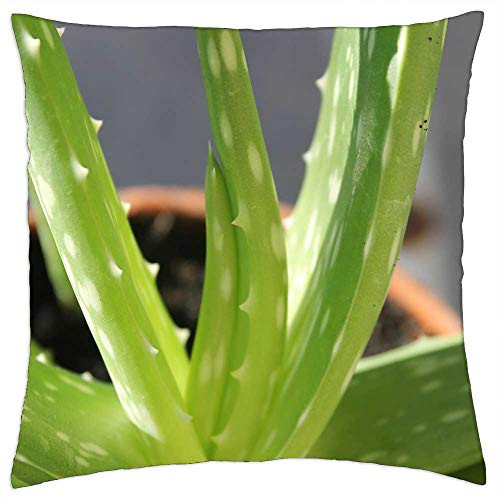 LESGAULEST Throw Pillow Cover -18x18 inch- - Aloe Vera Succulent Herb Medicinal Herbal Aloe LESGAULEST Throw Pillow Cover -18x18 inch- - Aloe Vera Succulent Herb Medicinal Herbal Aloe