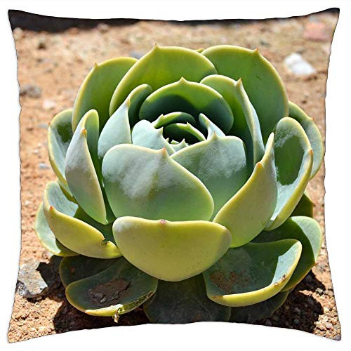 LESGAULEST Throw Pillow Cover -18x18 inch- - Succulent Rosette Green Plant Nature Cacti LESGAULEST Throw Pillow Cover -18x18 inch- - Succulent Rosette Green Plant Nature Cacti