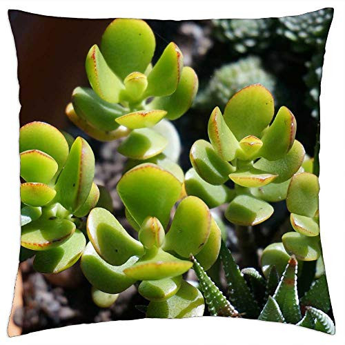 LESGAULEST Throw Pillow Cover -18x18 inch- - Jade Plant Succulent Container Plant Plant Nature