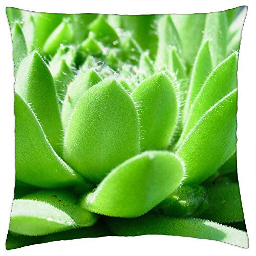 LESGAULEST Throw Pillow Cover -18x18 inch- - Succulent Green Plant Nature Garden Spring Summer LESGAULEST Throw Pillow Cover -18x18 inch- - Succulent Green Plant Nature Garden Spring Summer