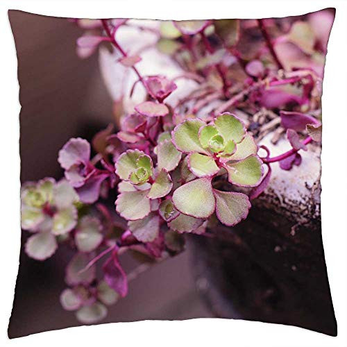 LESGAULEST Throw Pillow Cover -18x18 inch- - Succulent Flower Garden Plant Summer Nature LESGAULEST Throw Pillow Cover -18x18 inch- - Succulent Flower Garden Plant Summer Nature