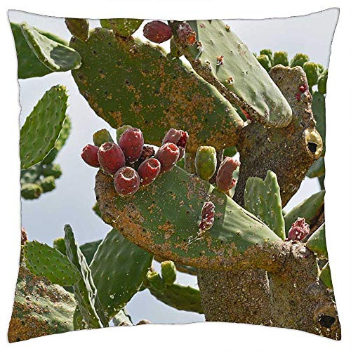 LESGAULEST Throw Pillow Cover -18x18 inch- - Decay Cactus Green Plant Nature Succulent LESGAULEST Throw Pillow Cover -18x18 inch- - Decay Cactus Green Plant Nature Succulent