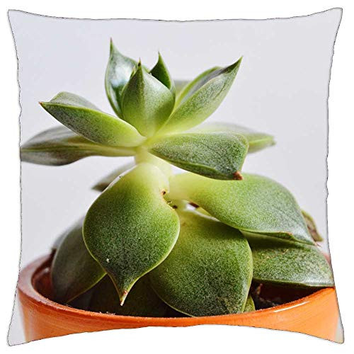 LESGAULEST Throw Pillow Cover -18x18 inch- - Airy Plant Plant Pot Succulent White LESGAULEST Throw Pillow Cover -18x18 inch- - Airy Plant Plant Pot Succulent White