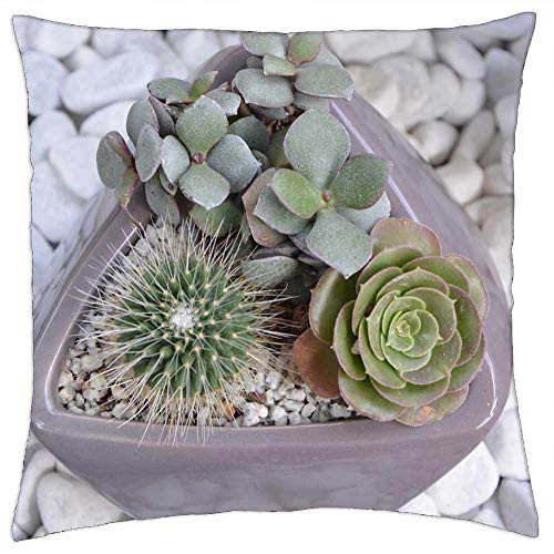 LESGAULEST Throw Pillow Cover -18x18 inch- - Cactus Pot Cacti Succulent Garden Nature LESGAULEST Throw Pillow Cover -18x18 inch- - Cactus Pot Cacti Succulent Garden Nature