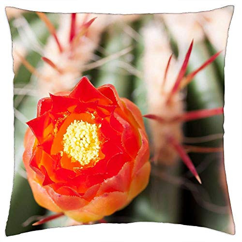 LESGAULEST Throw Pillow Cover -18x18 inch- - Cactus Cactus Blossom Bloom Red Plant Garden LESGAULEST Throw Pillow Cover -18x18 inch- - Cactus Cactus Blossom Bloom Red Plant Garden