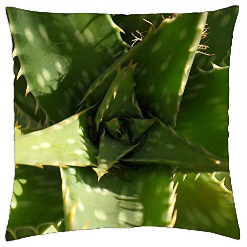 LESGAULEST Throw Pillow Cover -18x18 inch- - Plant Green Aloe Vera Succulent Nature LESGAULEST Throw Pillow Cover -18x18 inch- - Plant Green Aloe Vera Succulent Nature