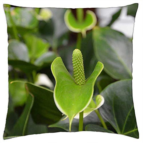 LESGAULEST Throw Pillow Cover -18x18 inch- - Plant Green Plant Succulent Nature Pot