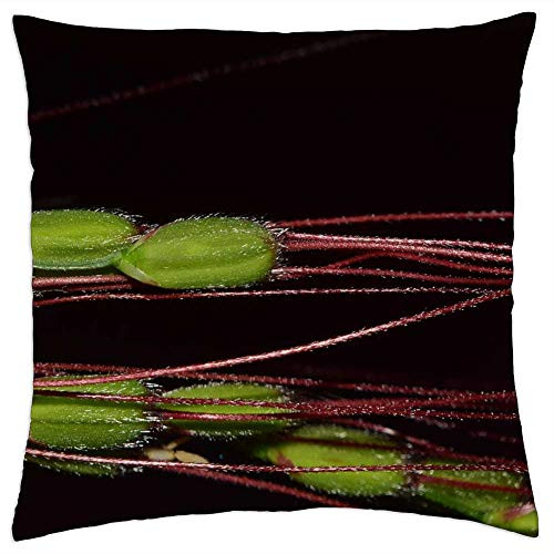 LESGAULEST Throw Pillow Cover -18x18 inch- - Rice Close Rice Grains Rice Plant Green Violet