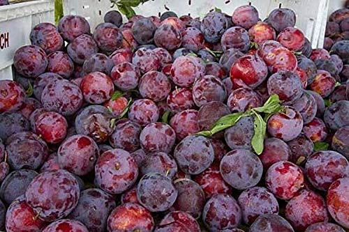 5S-e-e-ds Santa Rosa Plum S-e-e-ds