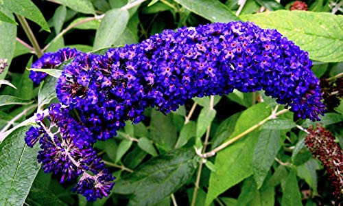 50 Dark Purple Butterfly B.ush Buddleia Davidii H?mm?ngbírd Sh.rub Fr?grant Fl.ower S.EEDS