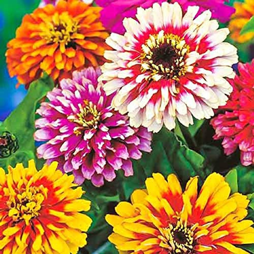 50S-e-e-ds Carousel Mix Zinnia Elegans Carrousel Flow'er S-e-e-ds