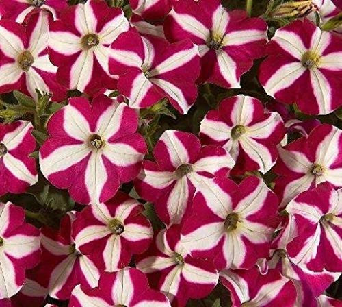 20S-e-e-ds Wave Petunia' S-e-e-ds burgundy star