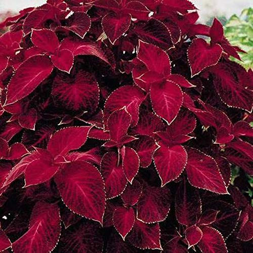 50S-e-e-ds Coleus Wizard Red Velvet Shade Loving S-e-e-ds