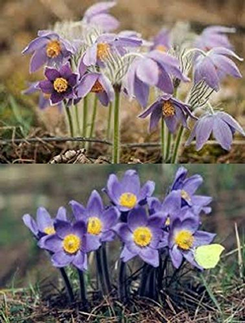 20S-e-e-ds Violet-Blue Pulsatilla -Pasque- S-e-e-ds