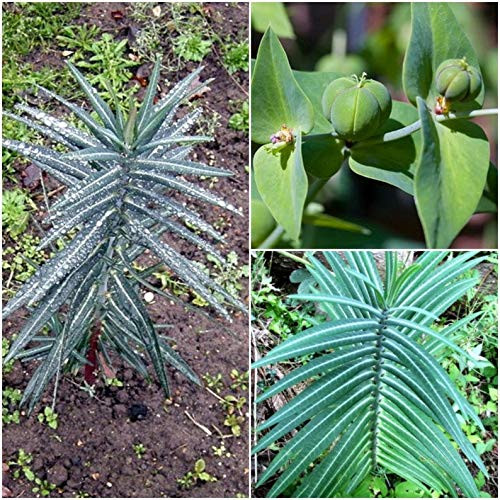 RubyShop724 5S-e-e-ds Euphorbia Lathyris Gopher Purge