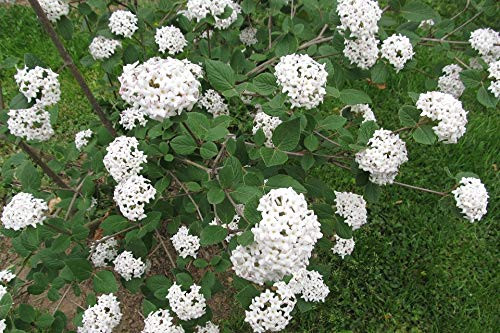RubyShop724 Viburnum Carlesii Compactum Koreanspice 10S-e-e-ds