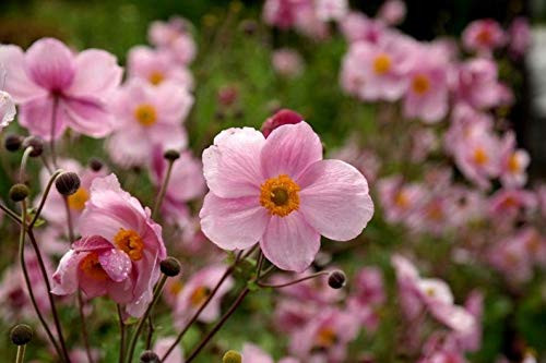 30S-e-e-ds Chinese Anemone S-e-e-dsJapanese ThimbleweedAnemone hupehensis