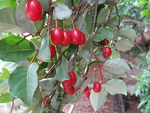 5S-e-e-ds Elaeagnus Multiflora Goumi Berry S-e-e-ds