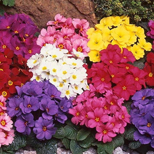 Polyanthus - Pacific Strain - Primrose Primula Elatior - 30S-e-e-ds