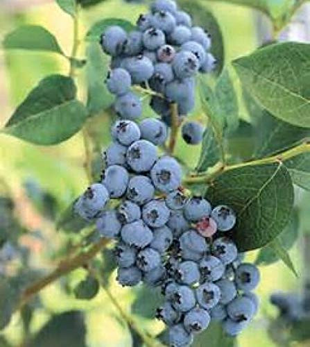 LGKO 50 plus HIGHBUSH Blueberry PRE-STRATIFIED S-E-E-D-S