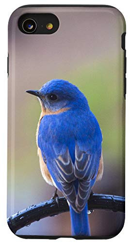 iPhone SE -2020- - 7 - 8 Bluebirds Birding Birds Animal Case