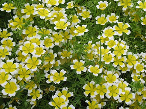 200S-e-e-ds Poached Egg-Plant - Douglas' MeadowfoamLimnanthes douglasii