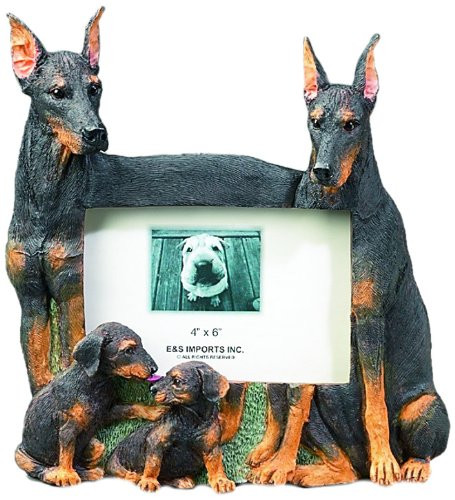 Doberman Pinscher