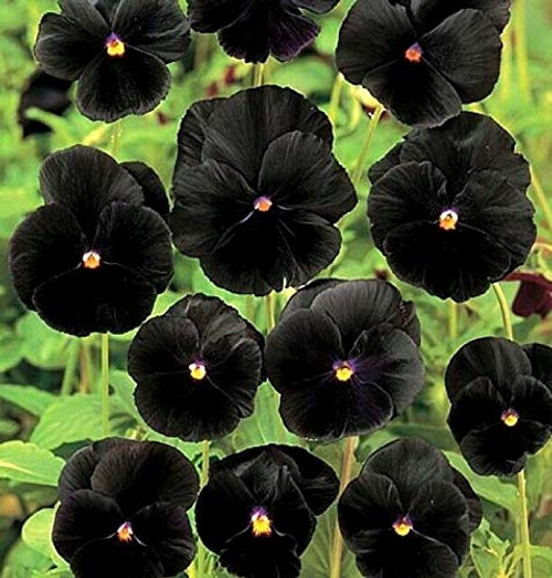 LGKO Black Pansy S-e-e-d-s Black Viola S-e-e-d-s Black Pansies Heirloom S-e-e-d 50ct