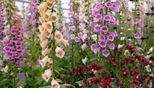 LGKO Mixed Foxglove S-e-e-d-s Mixed Foxgloves Heirloom Fl?wér S-e-e-d-s Tall Spikes 100ct