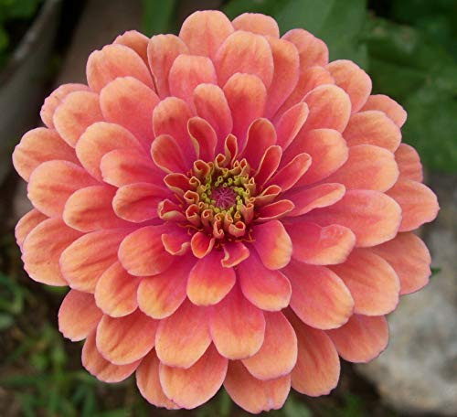 LGKO Salmon Zinnia S-e-e-d-s Salmon Queen Heirloom Zinnia S-e-e-d-s S-e-e-d-s 75ct LGKO Salmon Zinnia S-e-e-d-s Salmon Queen Heirloom Zinnia S-e-e-d-s S-e-e-d-s 75ct