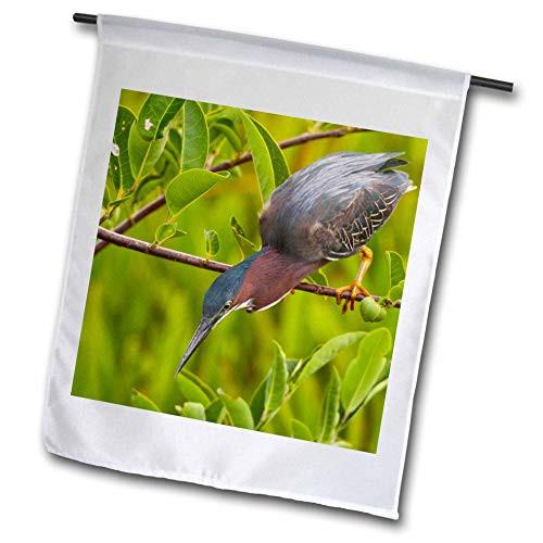 3dRose fl_143637_1 USA, Florida. Green Heron Bird Hunting-Us10 Bjy0001-Jaynes Gallery Garden Flag, 12 by 18-Inch