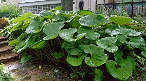 RubyShop724 5S-e-e-ds Petasites Japonicus Giganteus Dinosaur