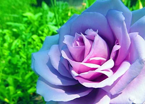 RubyShop724 5S-e-EDS Blue Clímbing Rose Rosa Bush Víne Clímber S-e-EDS