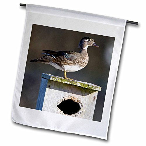 3dRose Wood Duck Female On Nest Box in Wetland, Marion, Illinois, USA. - Garden Flag, 12 by 18" 3dRose Wood Duck Female On Nest Box in Wetland, Marion, Illinois, USA. - Garden Flag, 12 by 18"