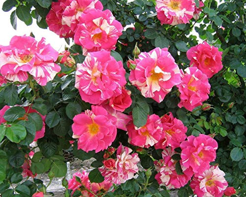 100S-e-e-ds Candyland Climbing Roses Climbing Rose S-e-e-ds