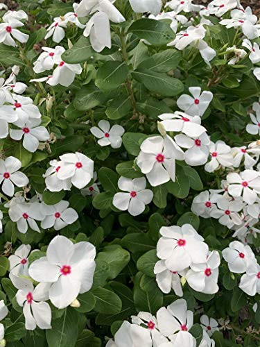 Vinca S-e-e-ds 25S-e-e-ds Vinca Cora Cascade Polka Dot Trailing Vinca