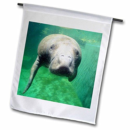 3dRose Danita Delimont - Florida - USA, Florida, Key West, Manatee - US10 GJO0382 - Greg Johnston - 12 x 18 inch Garden Flag (fl_89158_1)